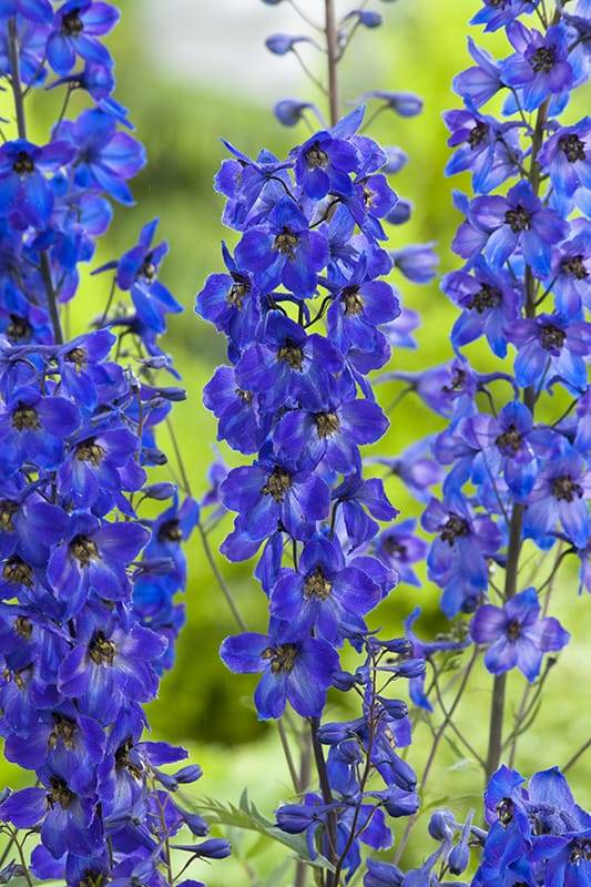 Espuela de caballero o delphinium Pacific 'Black Knight' - Imagen 2