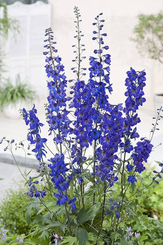 Espuela de caballero o delphinium Pacific 'Black Knight' - Imagen 1