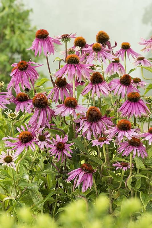 Rudbeckia - Image 1
