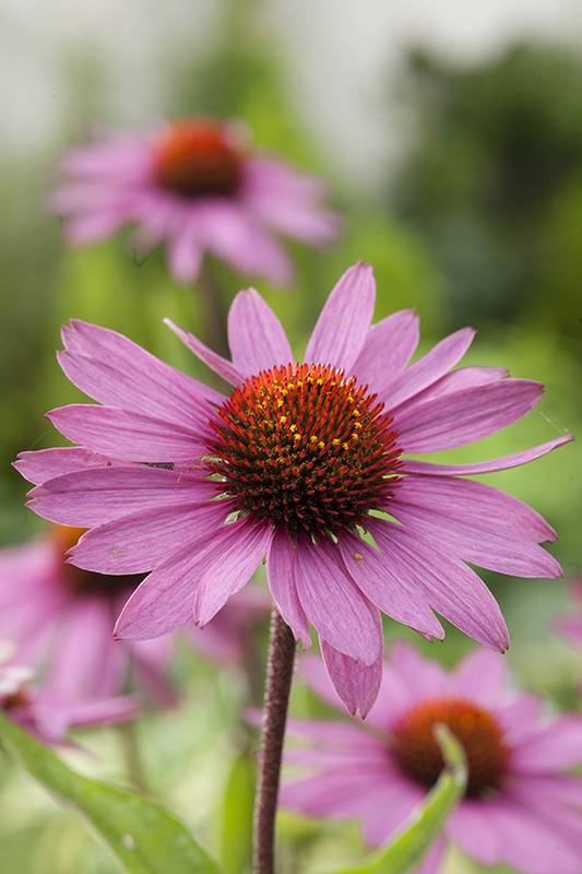 Rudbeckia - Image 2