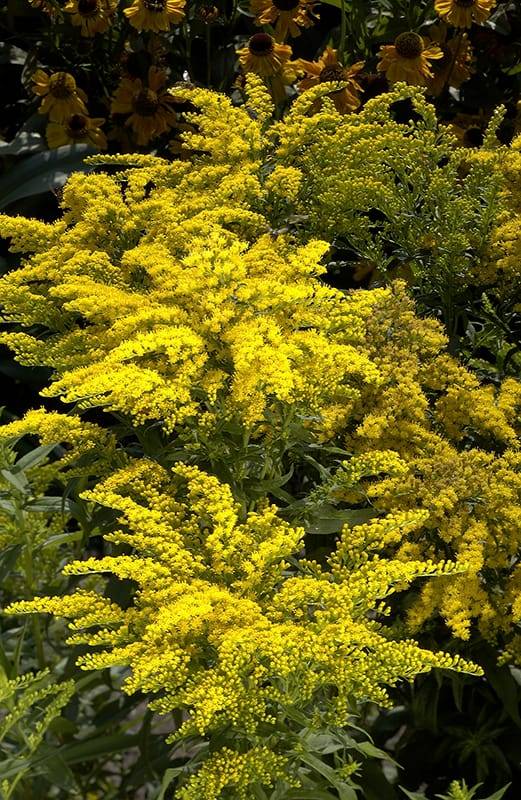 Verge d'Or