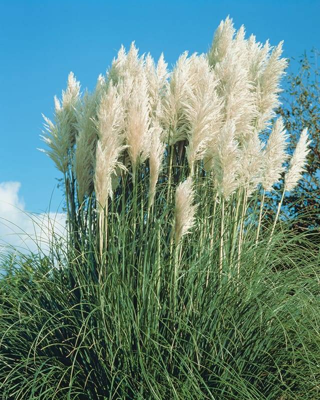 Hierba de la Pampa