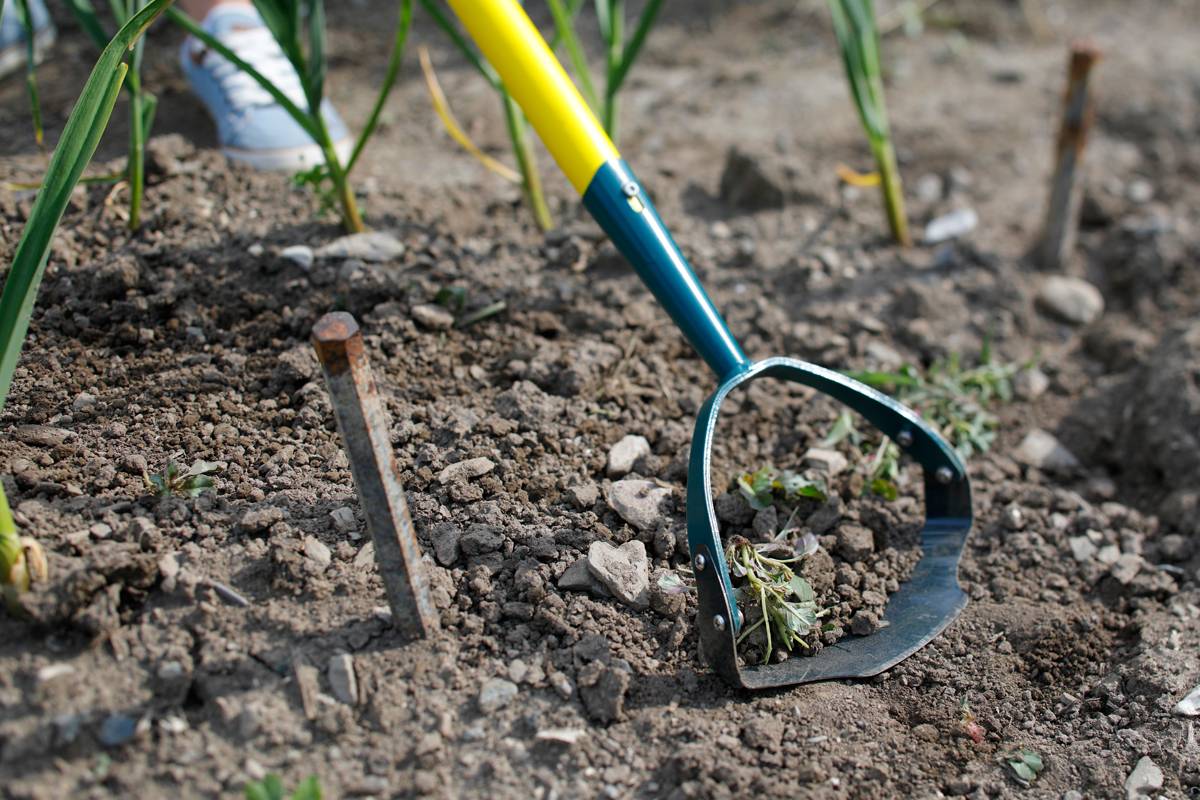 Leborgne - Grattoir Jardin LEBORGNE - Image 4