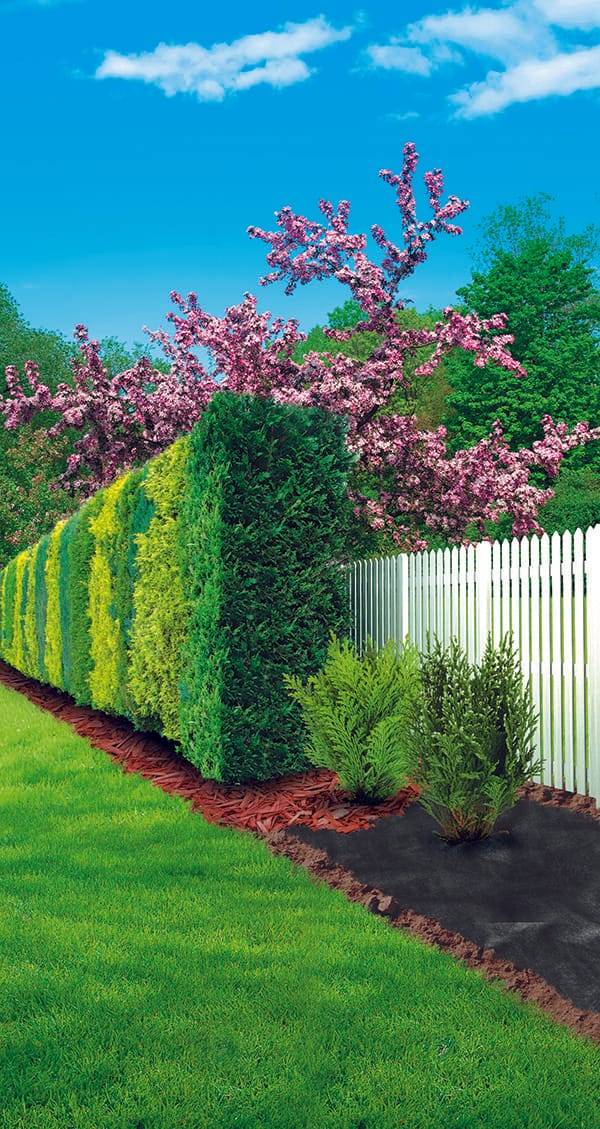 Nappe pour Haies - GARDENOVA - Imagen 1