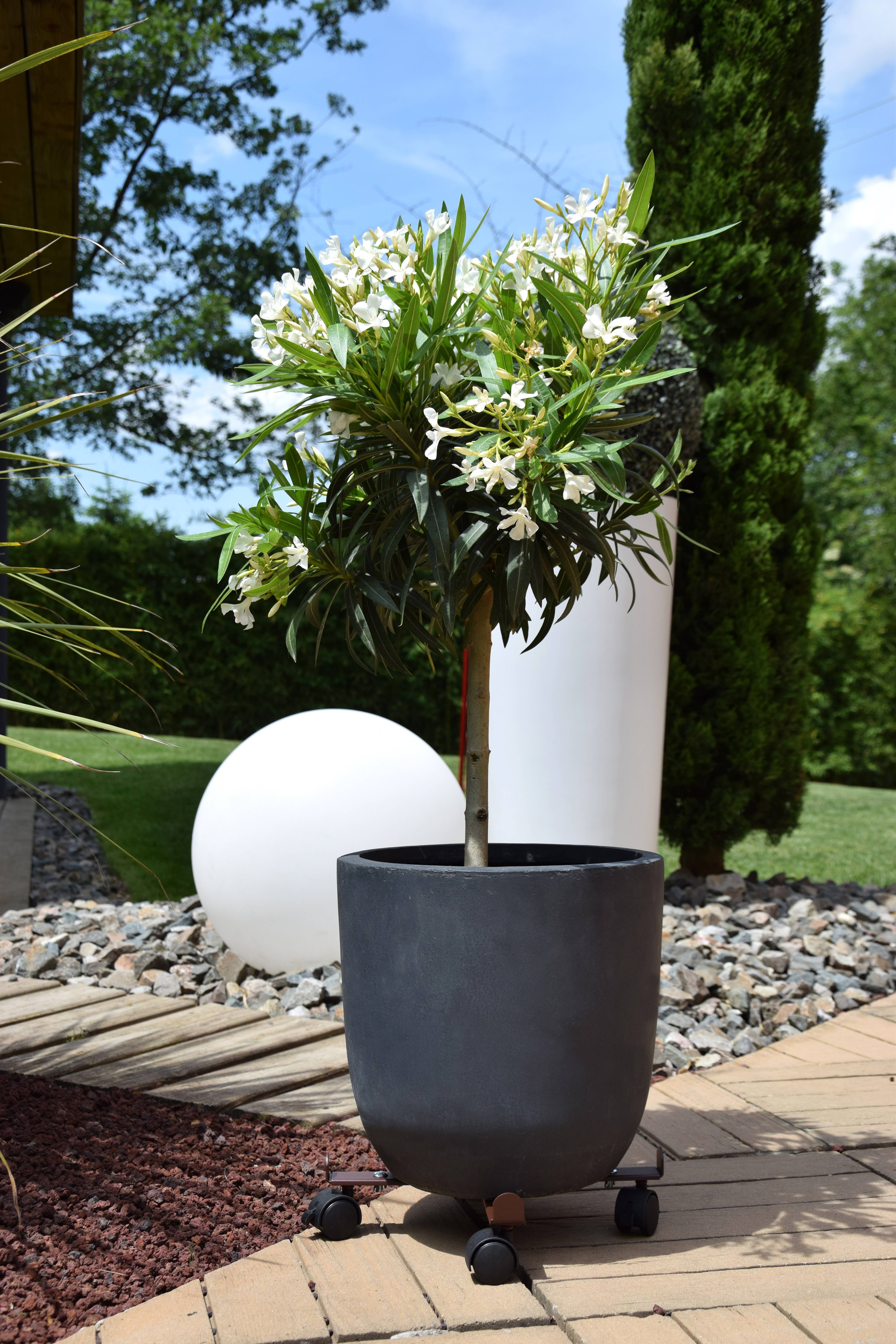 Louis Moulin - Roule plante extensible LOUIS MOULIN - Imagen 4