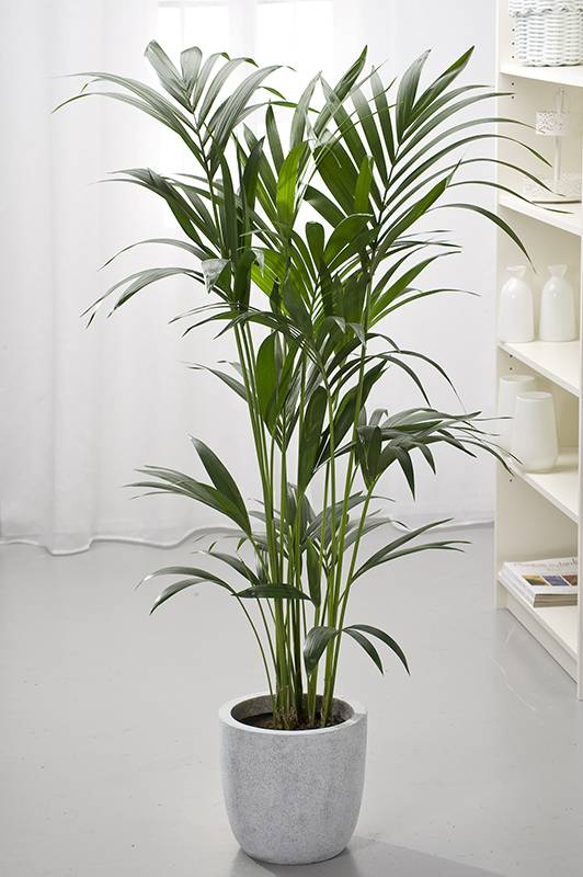 Kentia (Howeia) - Imagen 1