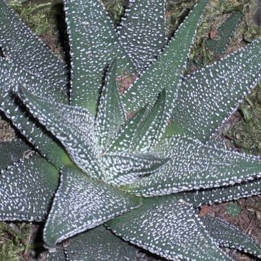 Haworthia