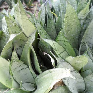 Lengua de suegra - Imagen 7