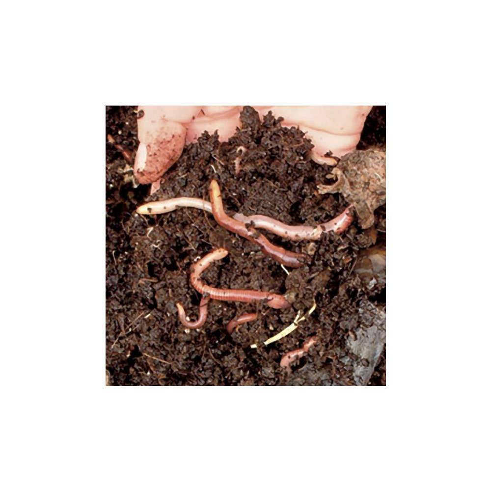 Vers De Compostage Kit – VITIS IN SITU - Imagen 2