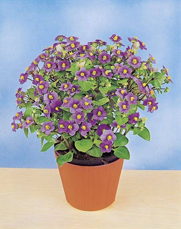 Violette de Perse Bleu
