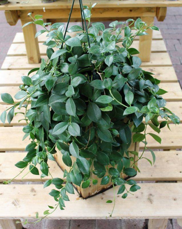 Aeschynanthe 'Twister' - Imagen 1