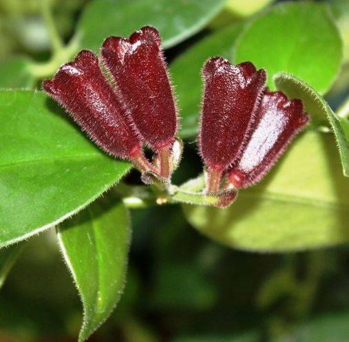 Aeschynanthe 'Twister' - Imagen 3