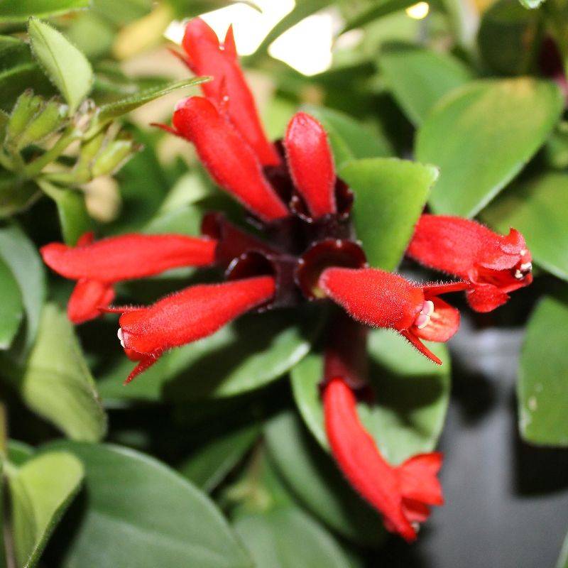 Aeschynanthe 'Twister' - Imagen 2