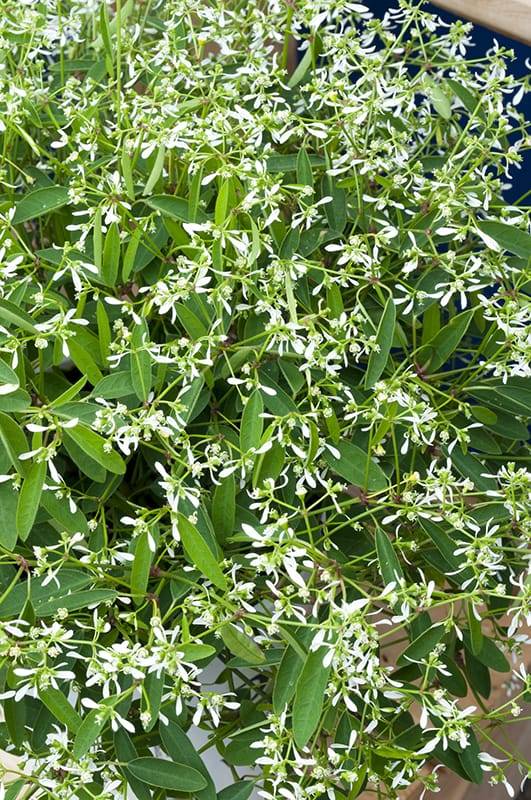 Euforbia 'Diamond Frost®'