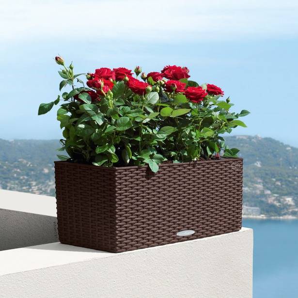 Lechuza - Balconera Cottage 50 - kit completo, moka