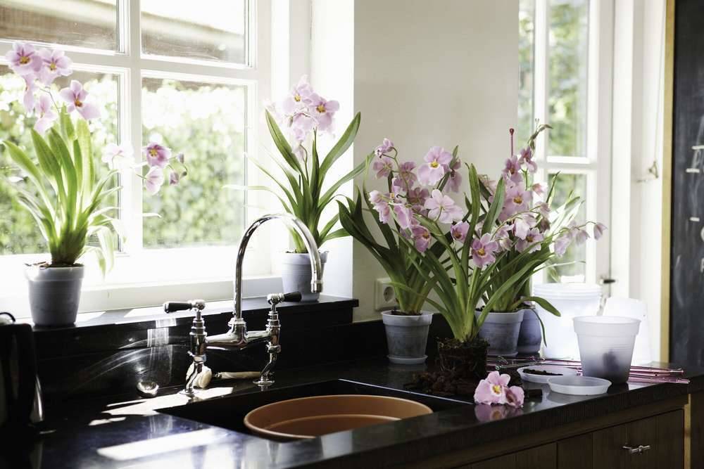 Elho - Pot Pour Orchidée Green Basics - ELHO - Imagen 3