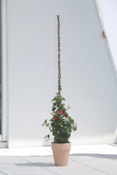 Windhager - Tuteur osier Sintra L190 cm - Image 2