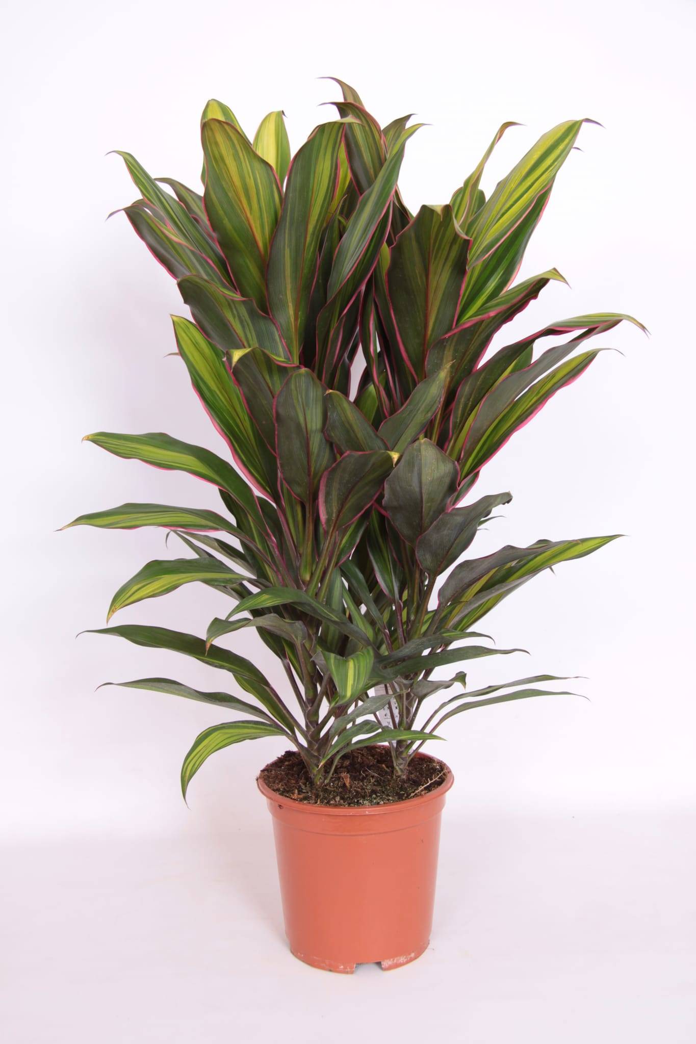 Cordyline