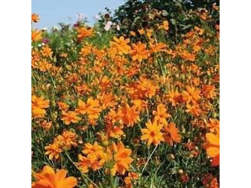 Vilmorin - Cosmos carioca série 3 sachet graines 1 g - Vilmorin - Image 6