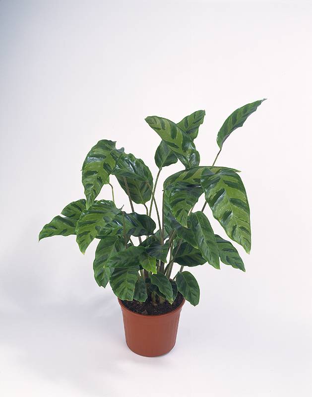 Planta pavo real 'Ornata'