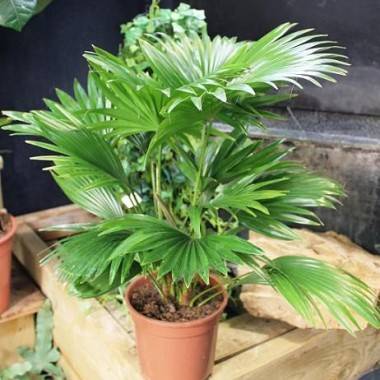 Palmera abanico