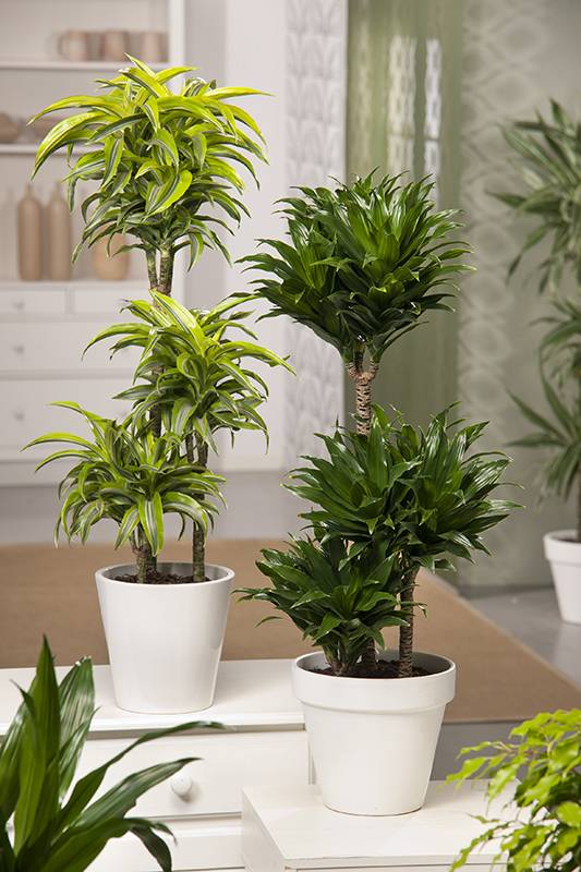 Dracaena Deremensis - Imagen 1