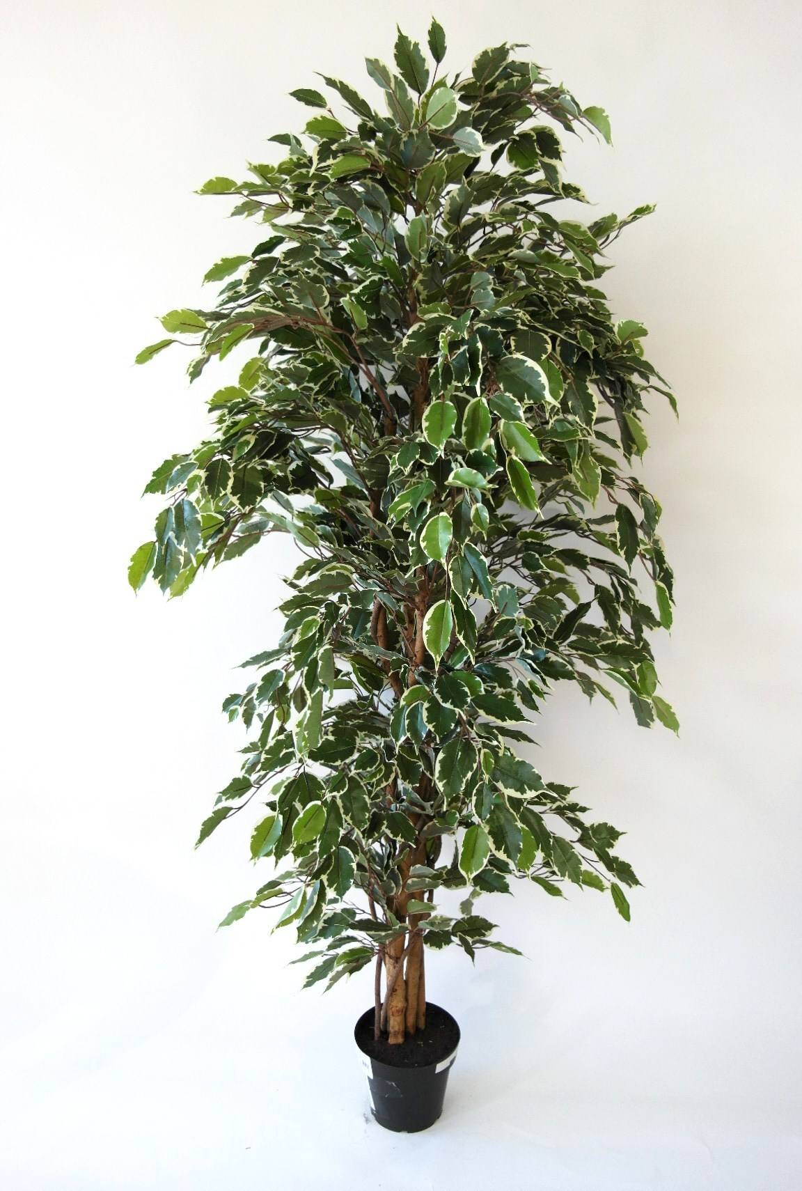 Kalyste - Ficus panaché artificiel 150cm