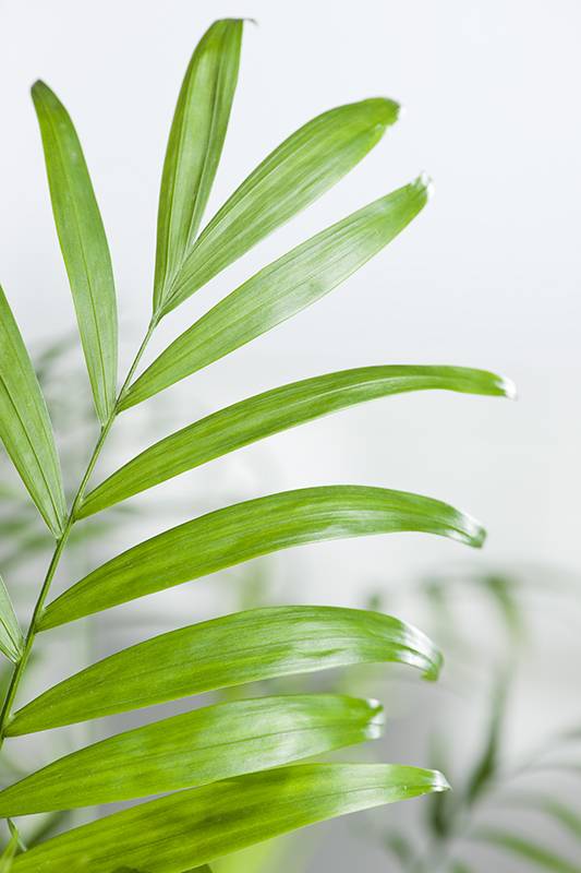 Palmera enana - Imagen 2