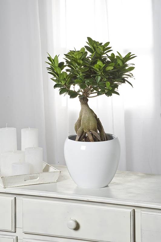 Ficus de hojas pequeñas