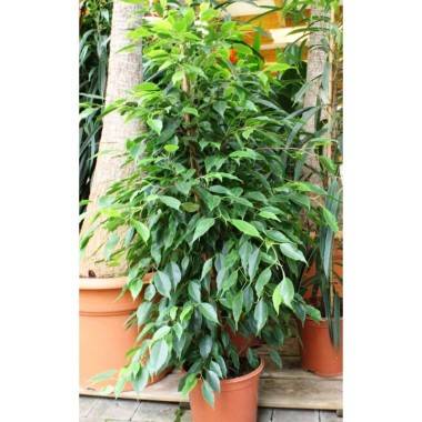 Higuera llorona 'Anastasia'
