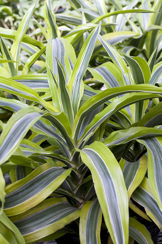 Dracaena 'Lemon Lime' - Imagen 2