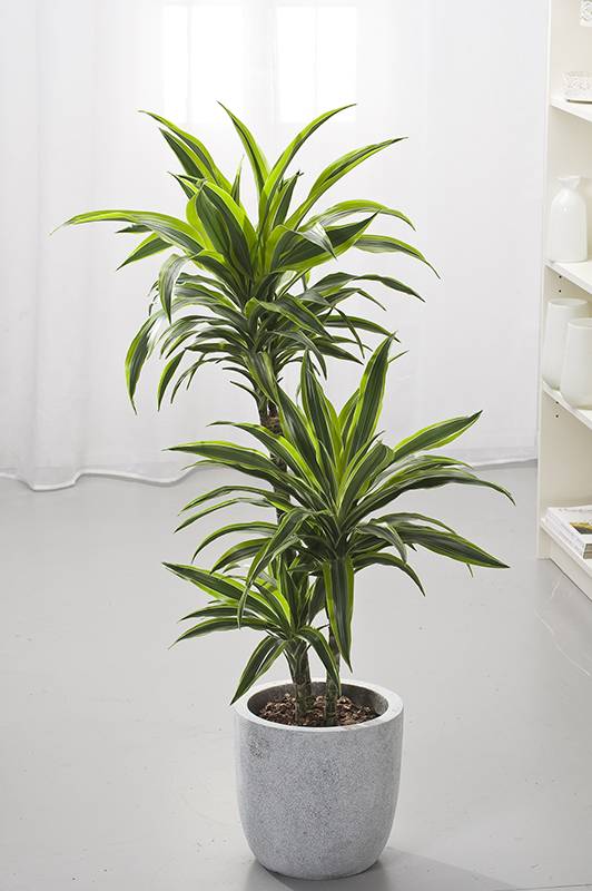 Dracaena 'Lemon Lime' - Imagen 1