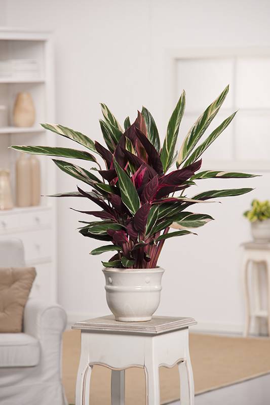 Planta-pavo real 'Triostar'