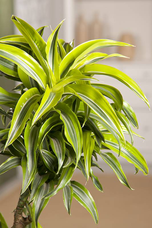 Dracaena 'Sorpresa' - Imagen 2