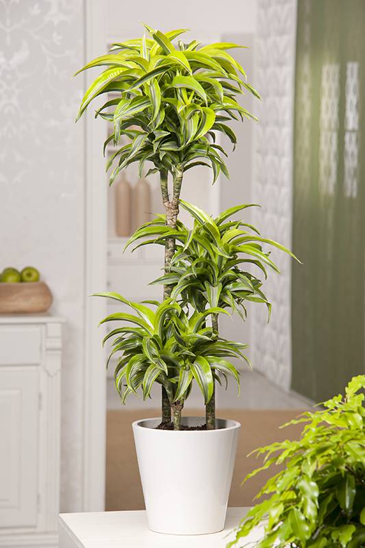 Dracaena 'Sorpresa'