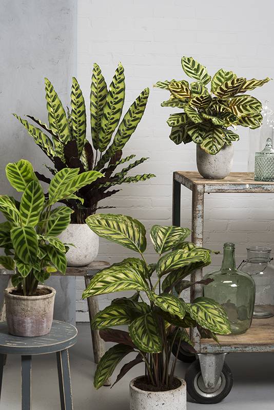 Planta pavo real