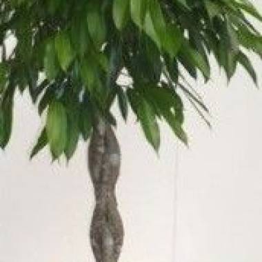 Ficus benjamina 'Amstel King'