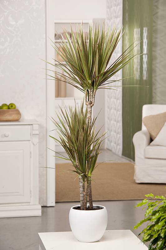 Dracaena 'Bicolor'