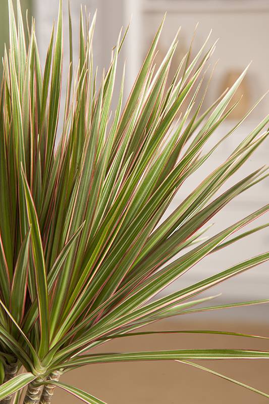 Dracaena 'Bicolor' - Imagen 2