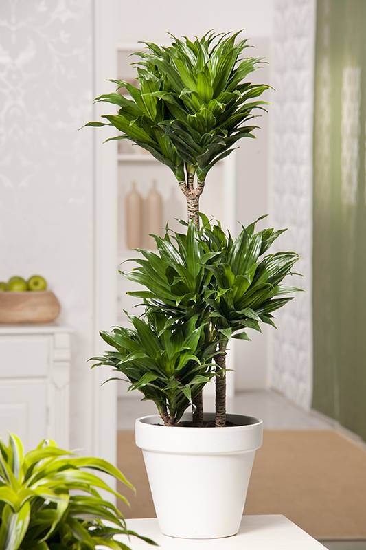Dracaena 'Compacta'