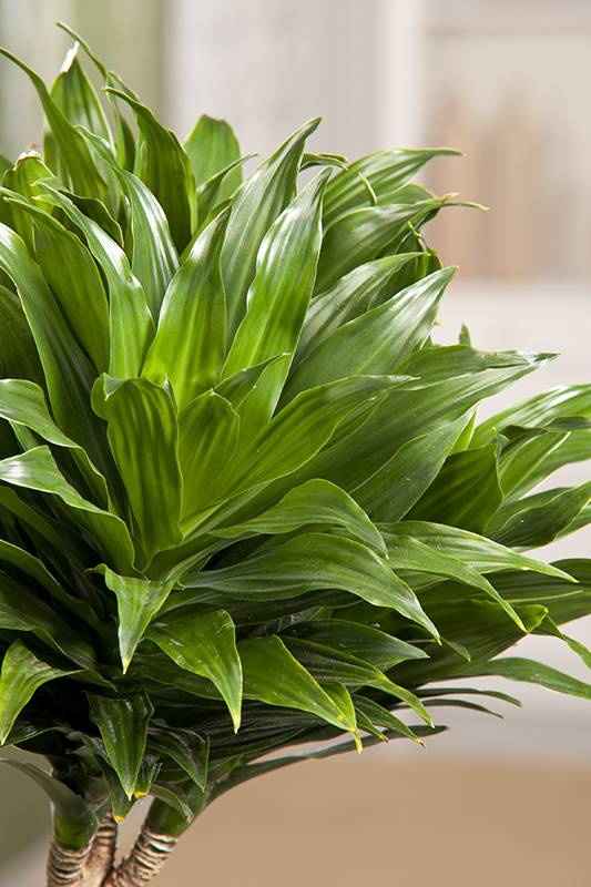 Dracaena 'Compacta' - Imagen 2