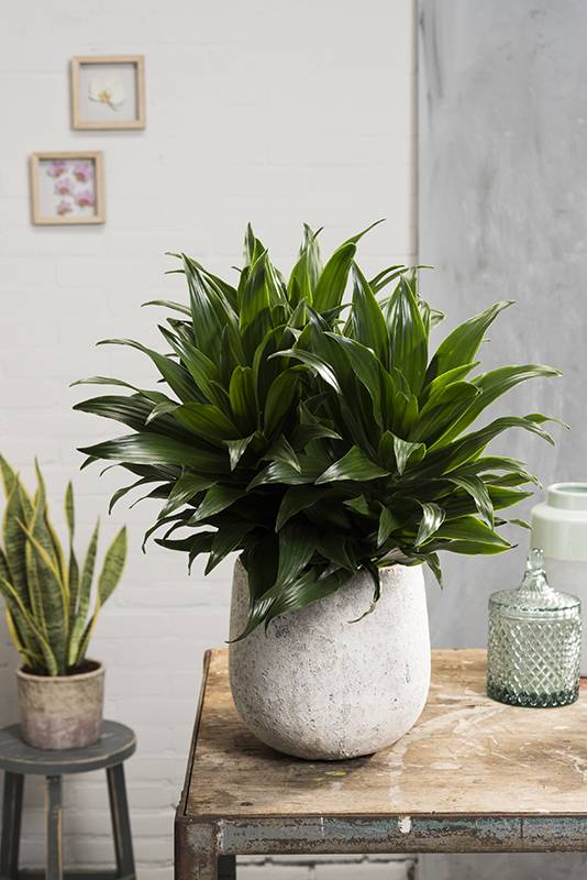 Dracaena 'Compacta' - Imagen 3