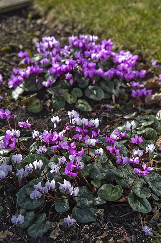 Mini-cyclamen