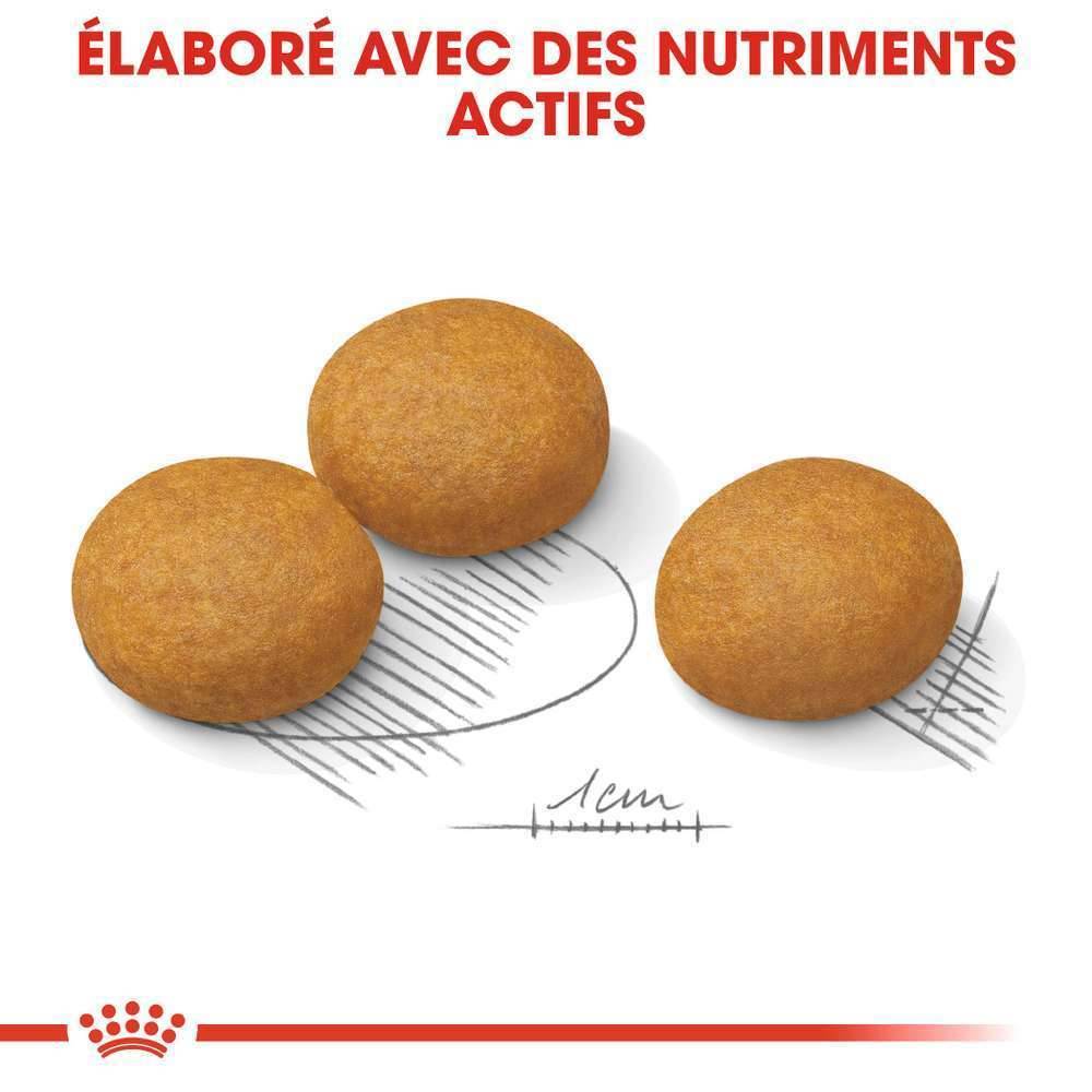 Royal Canin - Croquettes Chien Maxi Dermacomfort - ROYAL CANIN - Image 2