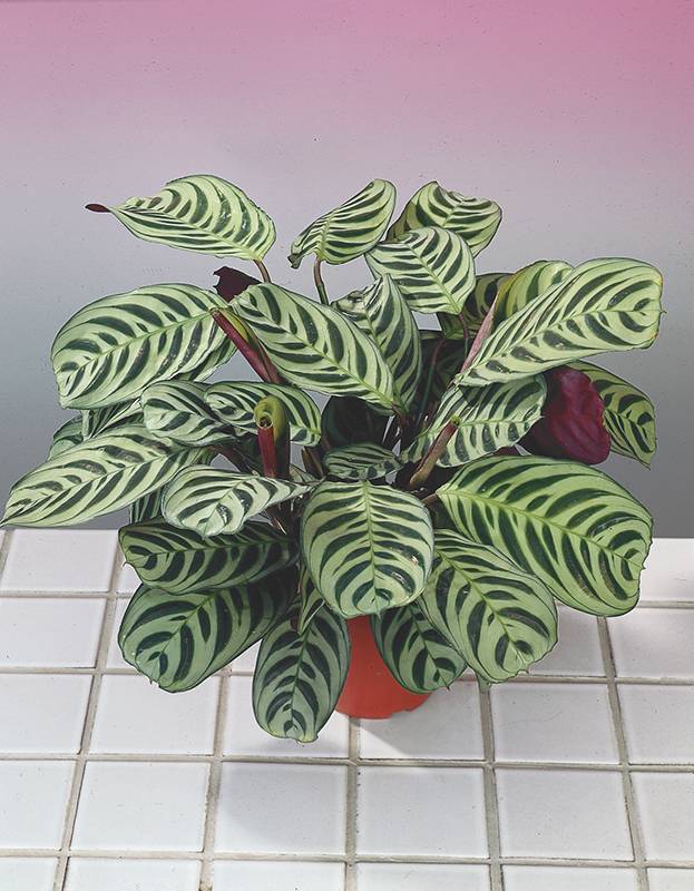 Ctenanthe
