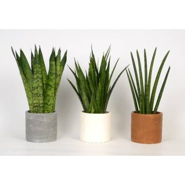 Lengua de suegra - Imagen 7