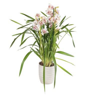 Orchidée cymbidium Midi