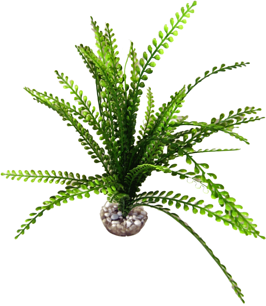 Labéo - Plante Artificielle Acorus Plastique Vert - LABEO - Image 4