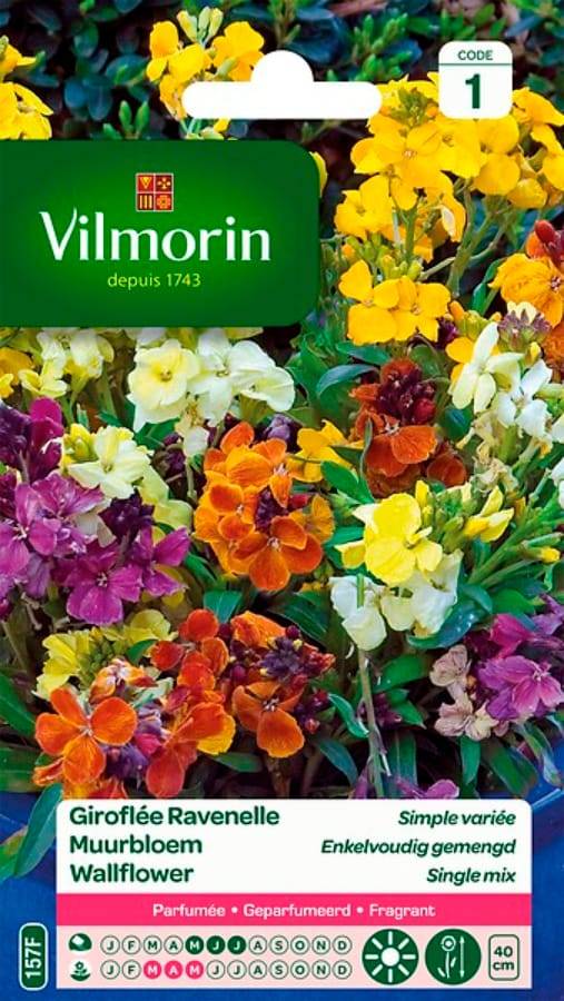 Vilmorin - Giroflée ravenelle simple variée série 1 sachet graines 1,5 g - Vilmorin - Image 2