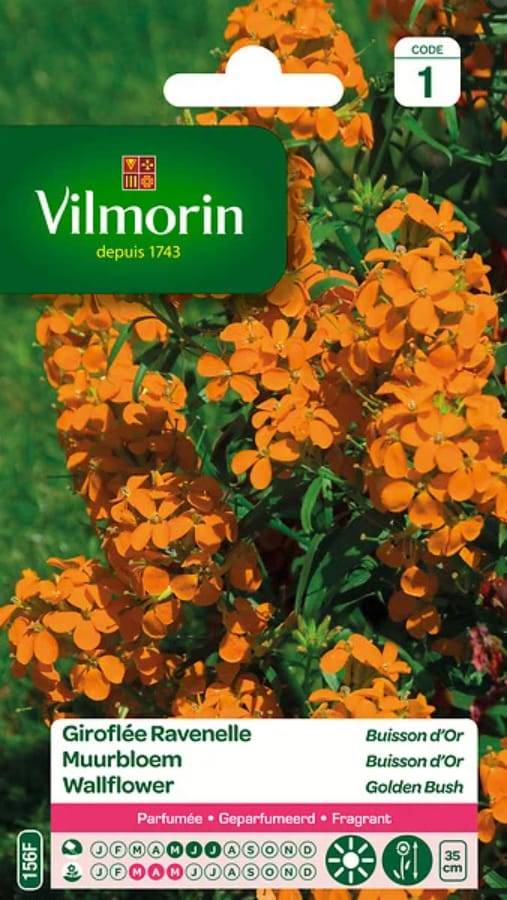 Vilmorin - Giroflée ravenelle simple variée série 1 sachet graines 1,5 g - Vilmorin - Image 3